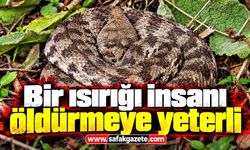 Bir ısırığı hayati tehlike taşıyor! Köyde görüntülendi