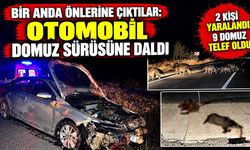 Bir anda önlerine çıktılar: Otomobil domuz sürüsüne daldı