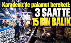 Karadeniz’de palamut bereketi: 3 saatte 15 bin balık