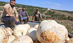30 kiloluk dev kabakların hasadı başladı!