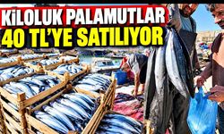 Kastamonu’da palamut bereketi: Kiloluk balık 40 TL’ye kadar düştü