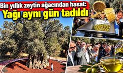 Bin yıldır ürün veriyor: Zeytinleri toplandı, yağı hemen sıkıldı