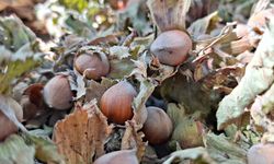 9 ayda 7 bin 967 ton fındık ihraç edildi