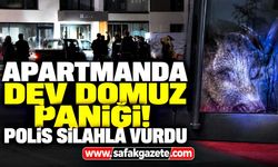 Siteye giren dev domuz paniği! Polis silahla vurdu