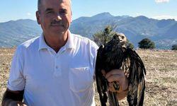 Bolu'da sıcak asfalta yapışan şahin, muhtarın müdahalesiyle kurtarıldı