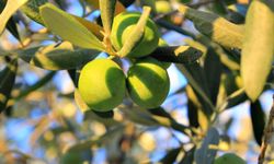 Bursa’da zeytin üretim maliyeti açıklandı! Kilosu 58,14 TL