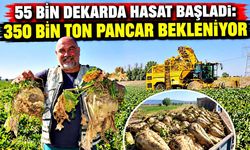 Amasya’da şeker pancarı hasadı başladı, 350 bin ton rekolte bekleniyor
