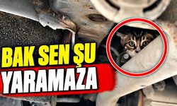 Aracın altına giren yavru kedi kurtarıldı