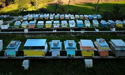 Arılı Kovan Destekleme başvurularında son 5 gün