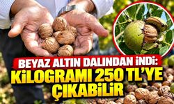 Beyaz altın dalından indi: Kilogramı 250 TL’ye çıkabilir
