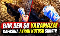 Bak sen şu yaramaza! Kafasına ayran kutusu sıkıştı!