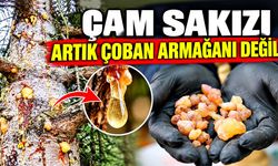 Çam sakızı artık çoban armağanı değil