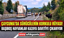 Çaycuma'da sürücülerin korkulu rüyası! Başıboş hayvanlar kazaya davetiye çıkarıyor