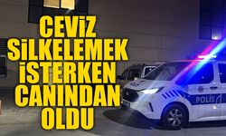 Ceviz toplamak için ağaca çıktı, hayatını kaybetti