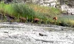 Kastamonu'da dereden su içen karacalar kameraya yansıdı