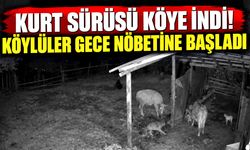 Kurt sürüsü köye indi! Köylüler gece nöbetine başladı