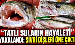 Keban Barajı’nda oltaya takıldı: Sivri dişleri dikkat çekti