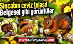Sincabın ceviz telaşı! Belgesel gibi görüntüler