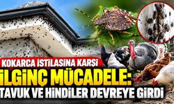 Kokarca istilasına karşı ilginç mücadele: Tavuk ve hindiler devreye girdi