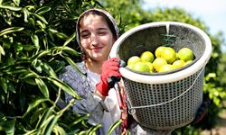 Limon 5 liraya, mandalina 7 liraya düştü! Üretici zor durumda