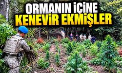 Ormanlık alana kenevir ekmişler: 1 kişi tutuklandı