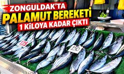 Zonguldak’ta palamut bereketi: 1 kiloya kadar çıktı