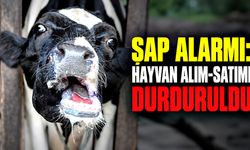 Şap alarmı: Hayvan alım-satımı durduruldu