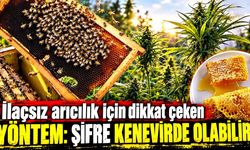 İlaçsız arıcılık için dikkat çeken yöntem: Şifre kenevirde olabilir