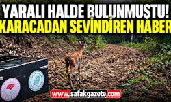 Yaralı halde bulunmuştu! Karacadan sevindiren haber