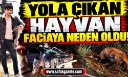 Yola çıkan hayvan faciaya neden oldu! 1 ölü