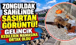 Zonguldak sahilinde şaşırtan görüntü! Gelincik kedilerin mamasına ortak oldu