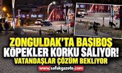 Zonguldak’ta başıboş köpekler korku salıyor! Vatandaşlar çözüm bekliyor