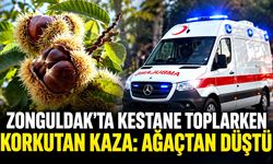 Zonguldak'ta kestane toplarken ağaçtan düştü: Hastanelik oldu