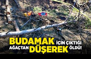 Budamak için çıktığı ağaçtan düşerek öldü