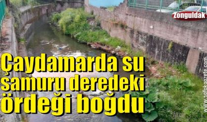 Derede ördek yakalayan su samuru görenleri şaşırttı