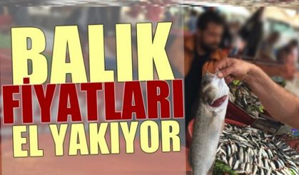 Balık halinde çinakopun fiyatı 50 liraya çıktı