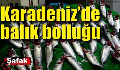 Zonguldak'ta balık bolluğu