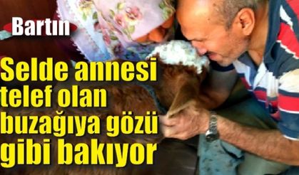 Selde annesi telef olan buzağıya gözü gibi bakıyor