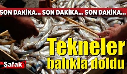 Sezon başladı, tekneler balıkla doldu