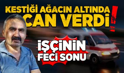Feci son: Kestiği ağacın altında can verdi