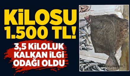Kilosu 1.500 TL! 3,5 kiloluk kalkan ilgi odağı oldu