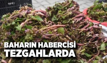 Karadeniz’in Şifa Deposu: Zılbıt Tezgâhta