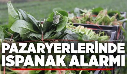 Pazaryerlerinde ıspanak alarmı