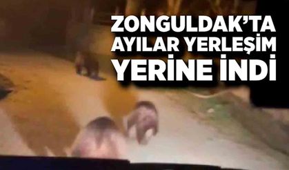 Zonguldak’ta ayı paniği: Köyde gece yarısı görüntülendi