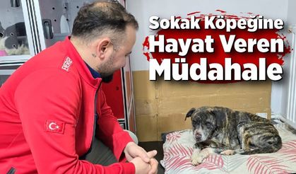 Sokak Köpeğine Hayat Veren Müdahale