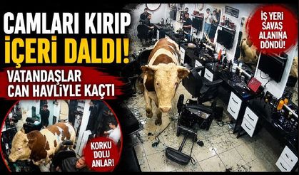 Korku Dolu Dakikalar! Boğa Kuaförü Dağıttı