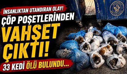Çöp poşetlerinden vahşet çıktı! 33 kedi ölü bulundu