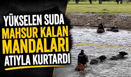 Yükselen suda mahsur kalan mandaları atıyla kurtardı