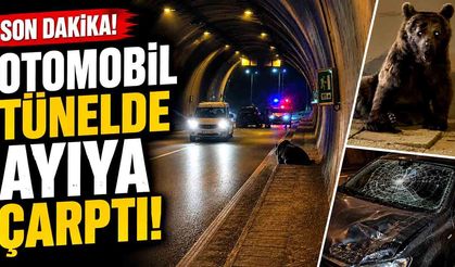 Otomobilin çarptığı ayı yaralandı