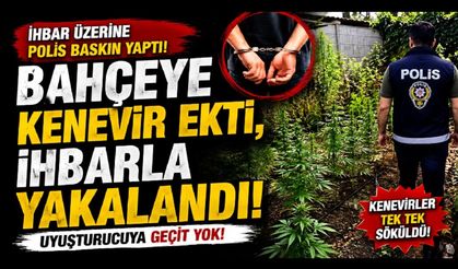 Bahçeye kenevir ekti, ihbarla yakalandı